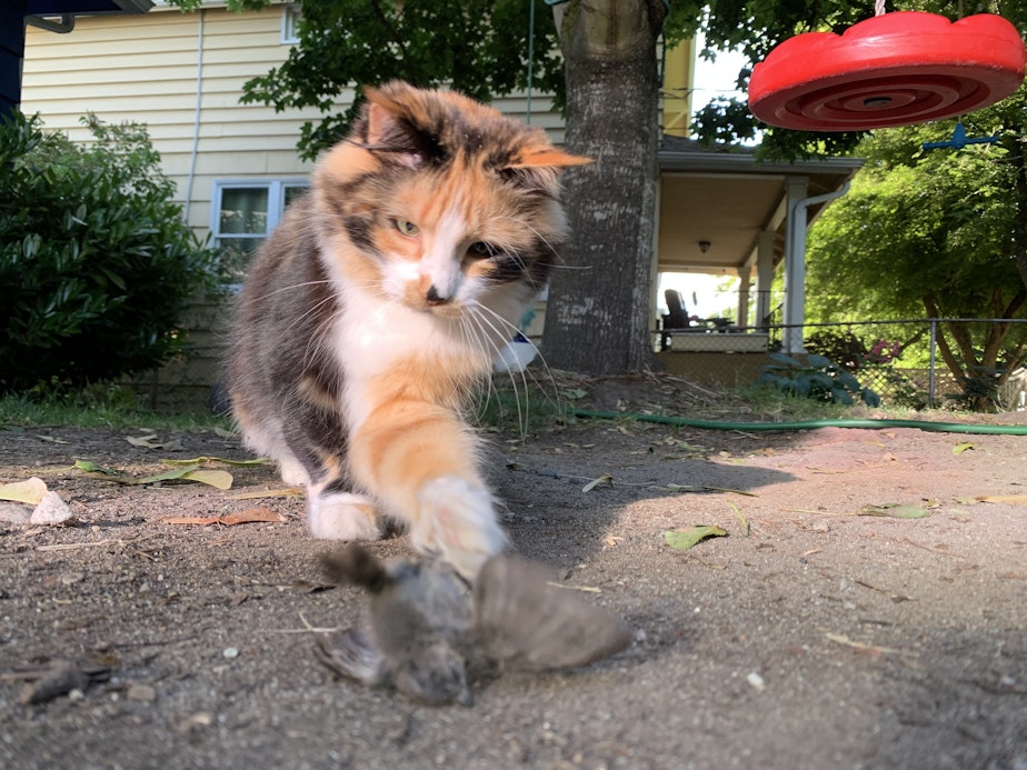 caption: Outdoor cat Cleocatra swats a songbird, one of three she killed on June 24, 2021, in Seattle.