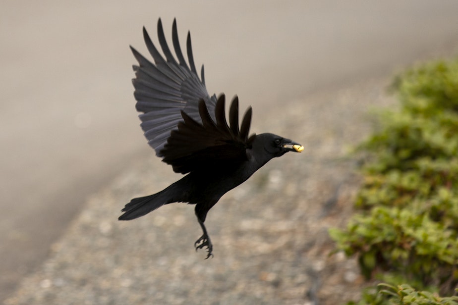 caption: A crow flies away with a cashew scattered by Katie Brotten on Friday, June 14, 2024, in Woodinville.