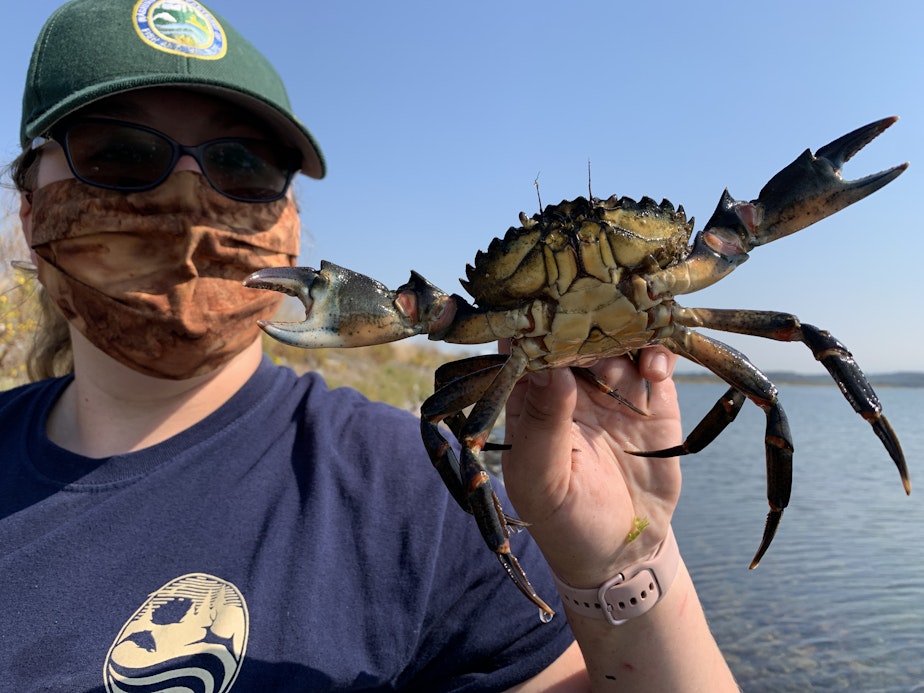 caption: Washington Department of Fish and Wildlife technician April Fleming holds a European green crab captured in Lummi Bay in September 2021.
