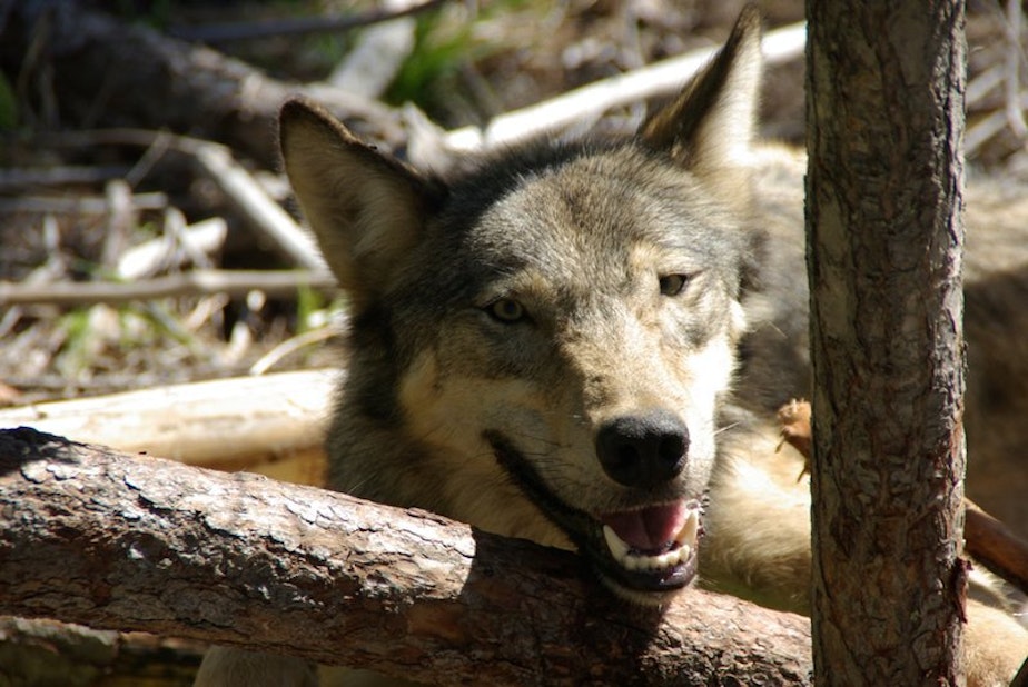 caption: A female member of Washington's former Diamond Pack seen in 2010. A $20,000 reward is being offered for information related to the killings of three gray wolves in Klickitat and Okanogan counties.