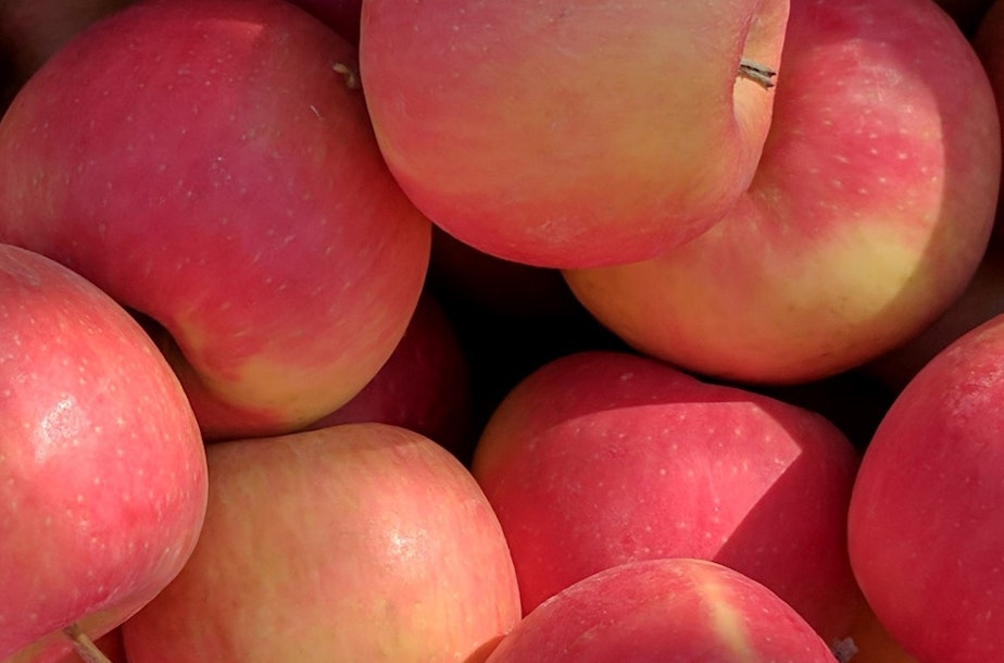 caption: WA-64 is an apple variety developed by Washington State University. It started developing the apple in 1998 and filed for a patent in 2022. WSU expects the apple to be ready for store shelves in 2029.