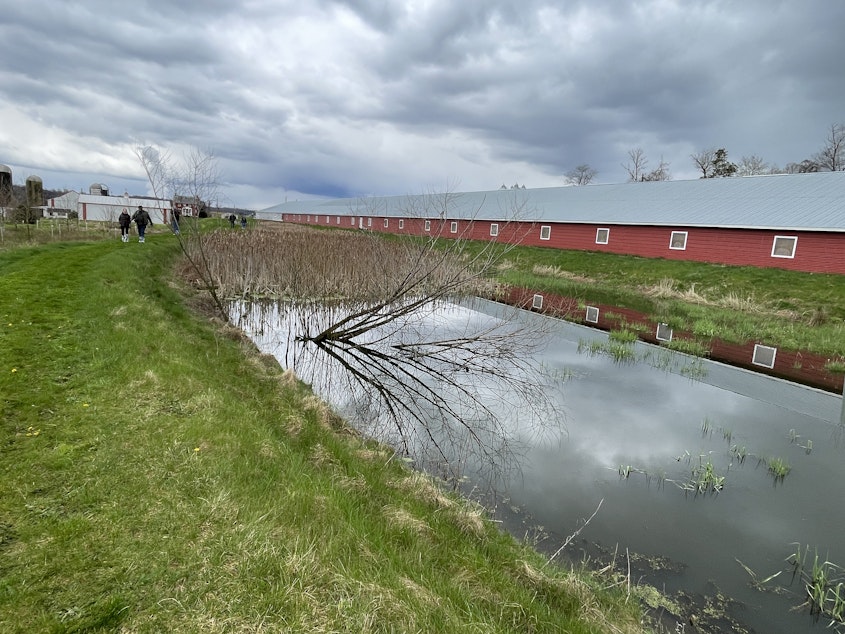 caption: A retention pond captures runoff from a 600-foot-long chicken house on Brian Eckman's farm in Peach Bottom, Pennsylvania, on April 4, 2024.