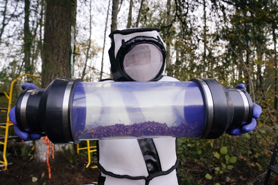 caption: FILE - Sven Spichiger, Washington state Department of Agriculture managing entomologist, displays a canister of Asian giant hornets vacuumed from a nest in a tree behind him on Oct. 24, 2020, in Blaine, Wash.
