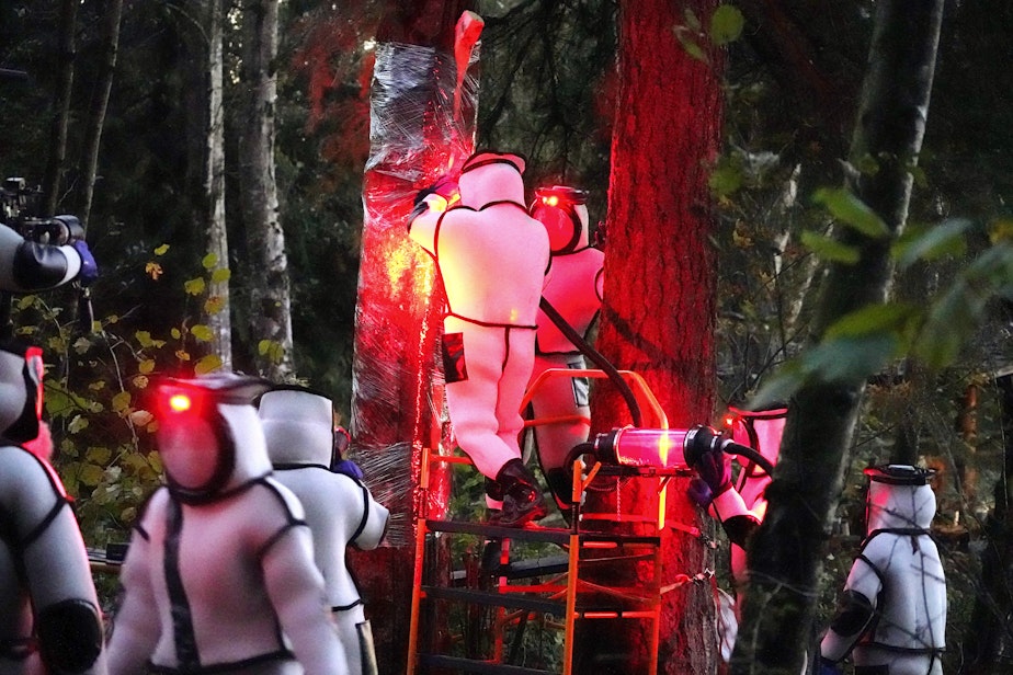 caption: FILE - Washington State Department of Agriculture workers, wearing protective suits and working in pre-dawn darkness illuminated with red lamps, vacuum a nest of Asian giant hornets from a tree Saturday, Oct. 24, 2020, in Blaine, Wash.