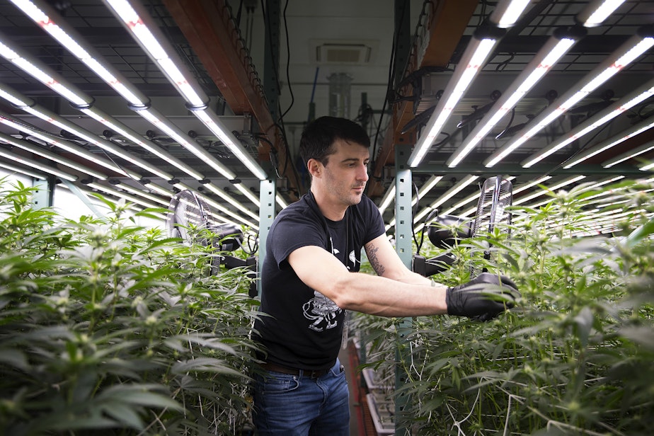 caption: Tyler Markwart, the lead grower at Grow Ambrosia, defoliates plants to allow more light to pass by on Tuesday, Feb. 6, 2018, at the facility in Seattle.