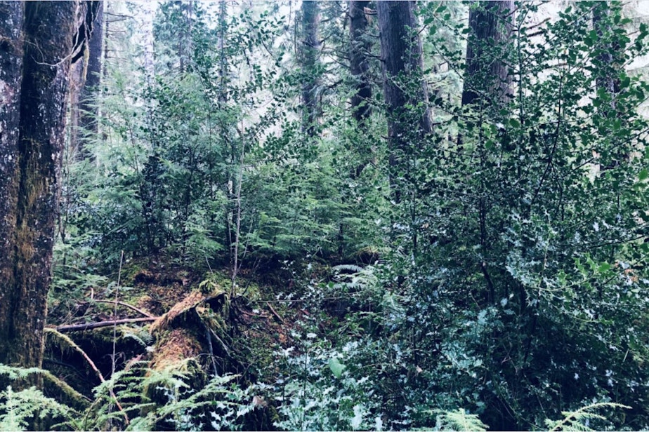 caption: English holly dominates the understory of this mature cedar-hemlock forest near Wishkah, Washington, in Grays Harbor County.