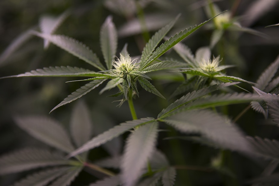 caption: Marijuana plants are shown in the flowering room on Tuesday, Feb. 6, 2018, at Grow Ambrosia in Seattle.