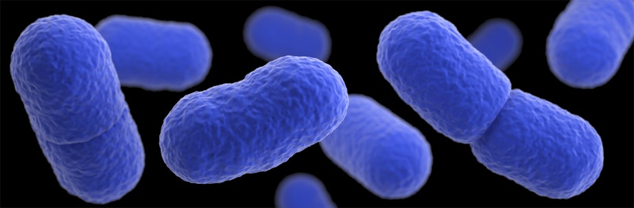 caption: FILE: This illustration, of an artistic recreation that was based upon scanning electron microscopic (SEM) imagery, depicts a three-dimensional (3D), computer-generated image of a grouping of Listeria monocytogenes bacteria.
