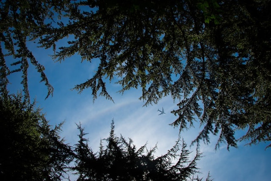 caption: Tree canopy over Seattle, Wash.