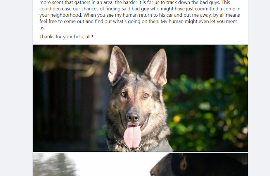 caption: Officer Jeffrey Nelson's police dog, Koen, was introduced on the Auburn Police Department's Facebook page after he and Nelson transitioned to days. Four days after this post, Koen bit a suspect who had been cooperating.